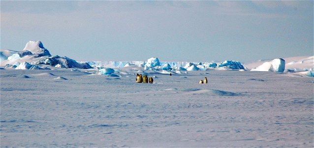 Emperor penguin on Snow Hill