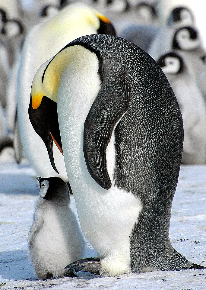 Emperor penguin on Snow Hill