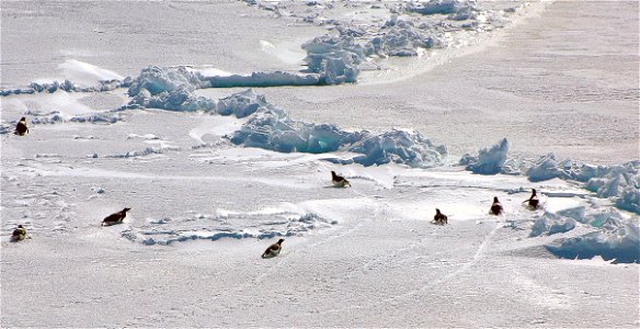 Emperor penguin on Snow Hill photo