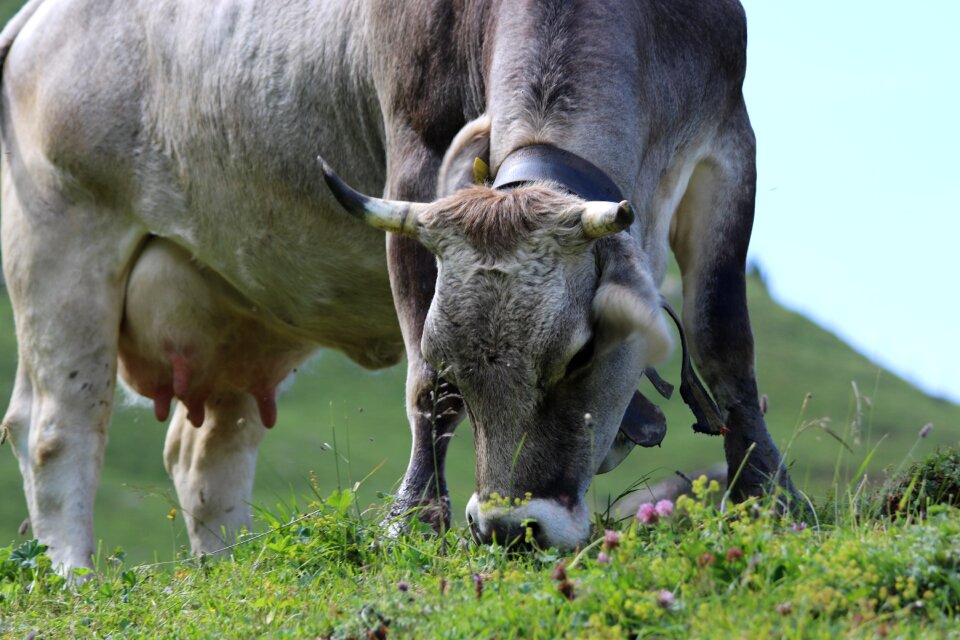Animal mountains eat