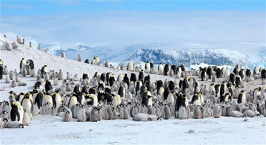 Emperor penguin on Snow Hill