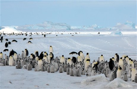 Emperor penguin on Snow Hill