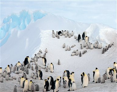 Emperor penguin on Snow Hill