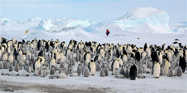 Emperor penguin on Snow Hill
