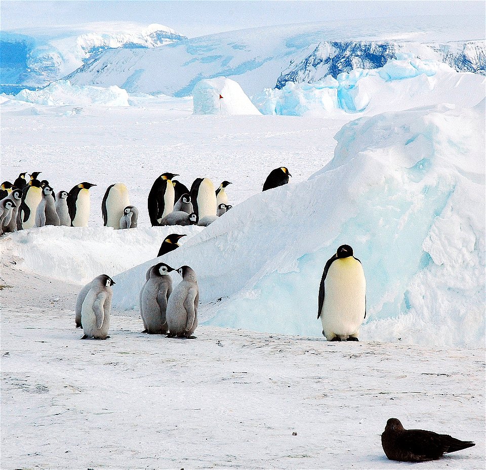 Emperor penguin on Snow Hill