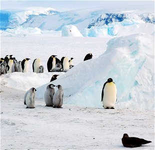 Emperor penguin on Snow Hill