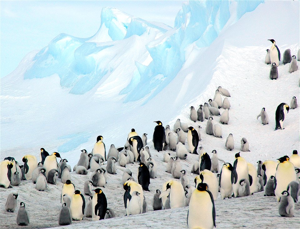 Emperor penguin on Snow Hill
