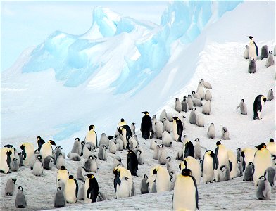 Emperor penguin on Snow Hill