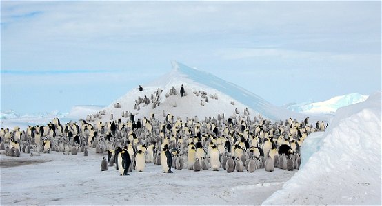 Emperor penguin on Snow Hill