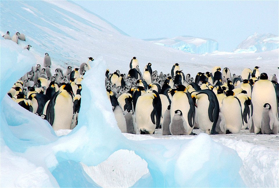Emperor penguin on Snow Hill