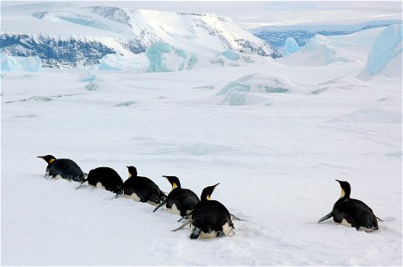 Emperor penguin on Snow Hill photo