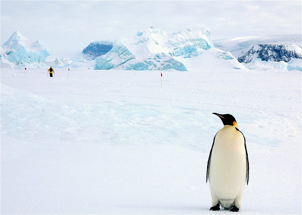 Emperor penguin on Snow Hill