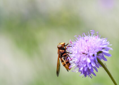 Insect flower purple photo