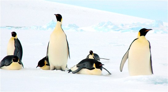 Emperor penguin on Snow Hill photo