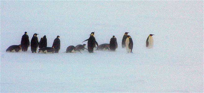 Emperor penguin on Snow Hill