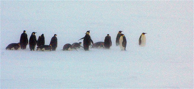 Emperor penguin on Snow Hill photo