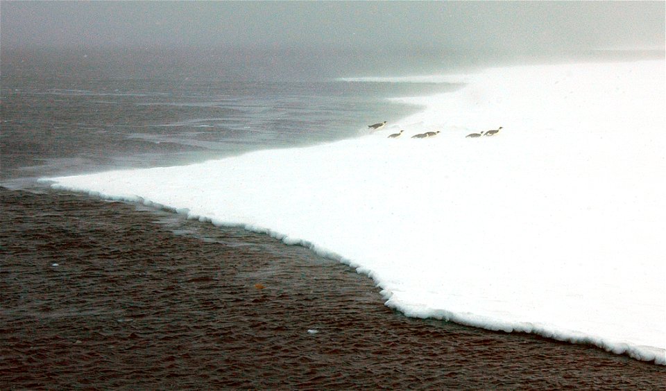 Emperor penguin on Snow Hill