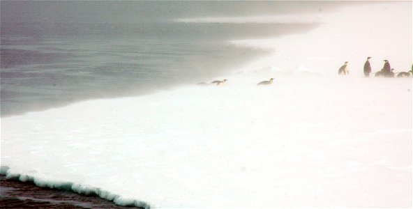 Emperor penguin on Snow Hill photo