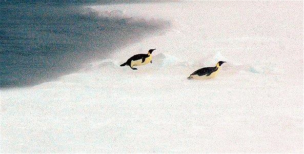 Emperor penguin on Snow Hill photo