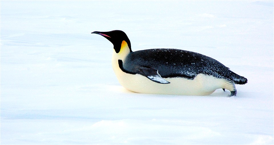 Emperor penguin on Snow Hill
