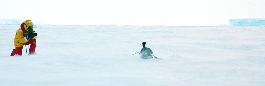 Emperor penguin on Snow Hill photo