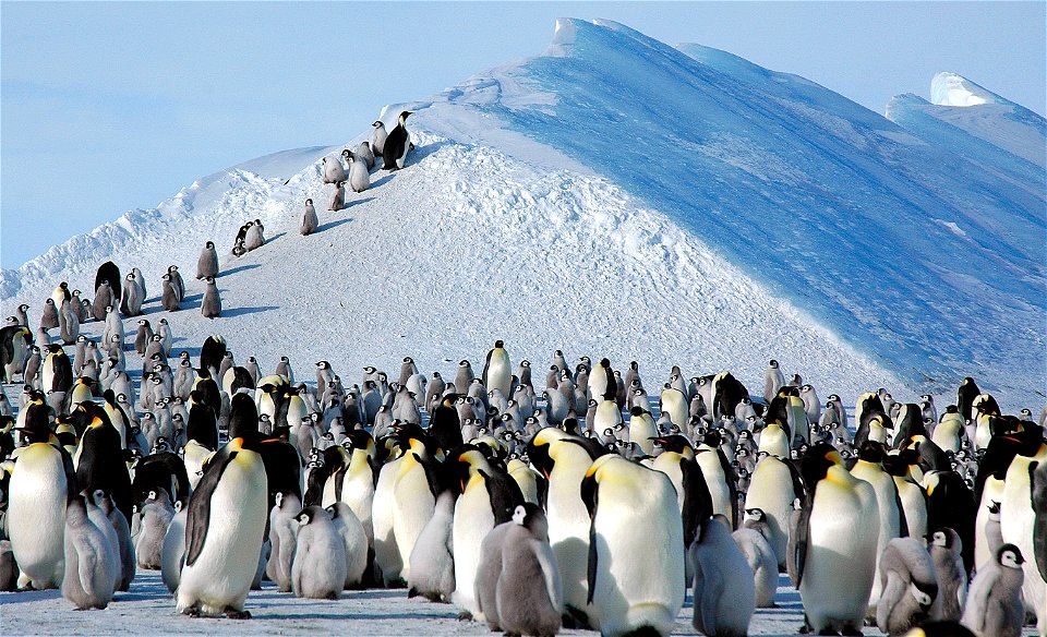 Emperor penguin on Snow Hill