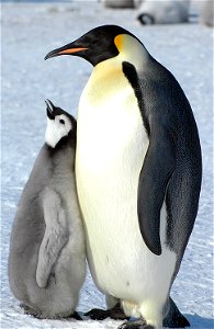 Emperor penguin on Snow Hill