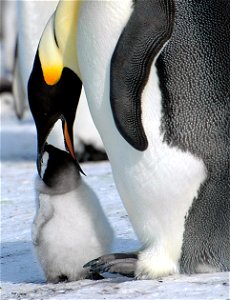 Emperor penguin feeding a young one photo