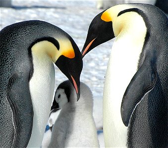 Emperor penguin on Snow Hill
