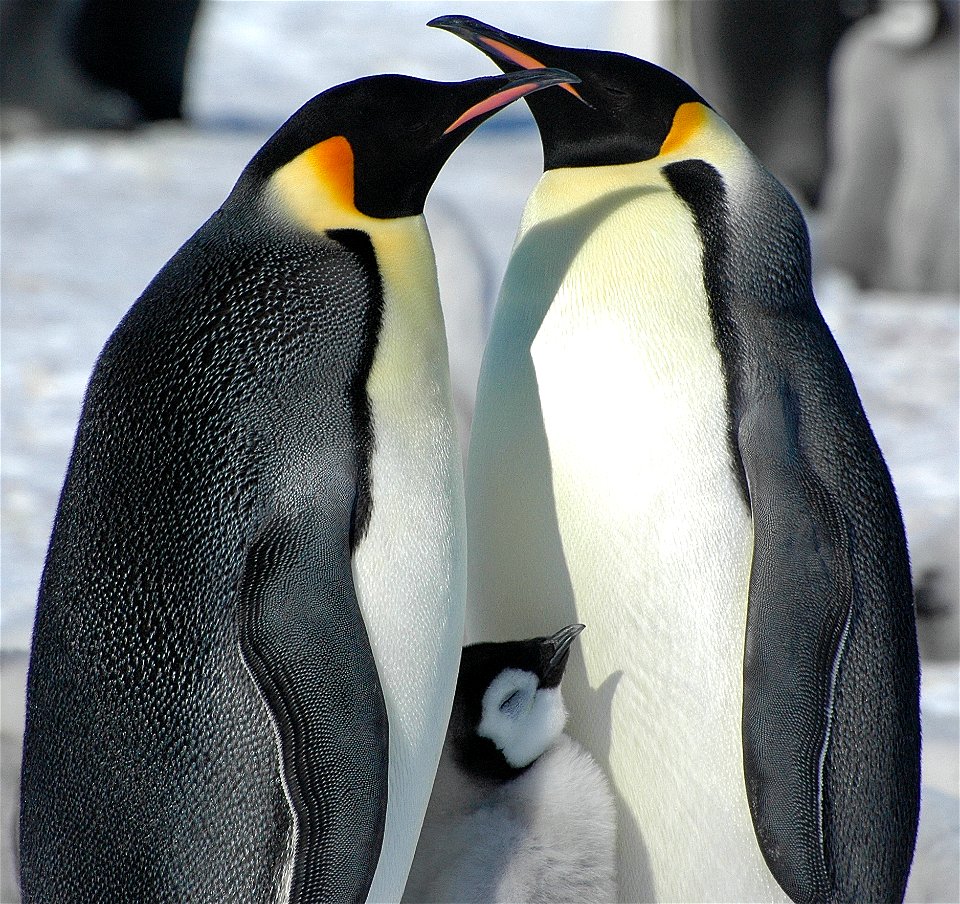 Emperor penguin on Snow Hill