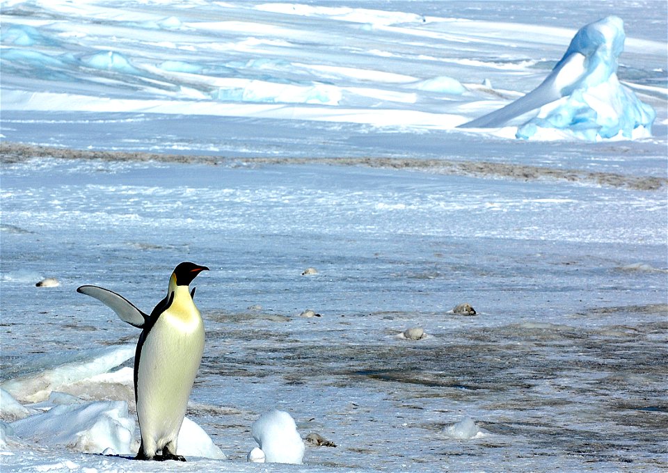 Emperor penguin on Snow Hill