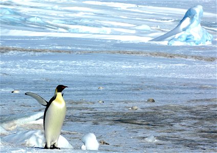 Emperor penguin on Snow Hill