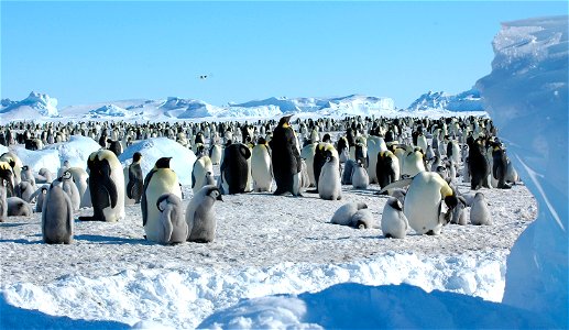 Emperor penguin on Snow Hill