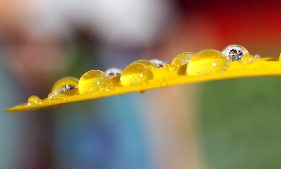 Refractive petal yellow