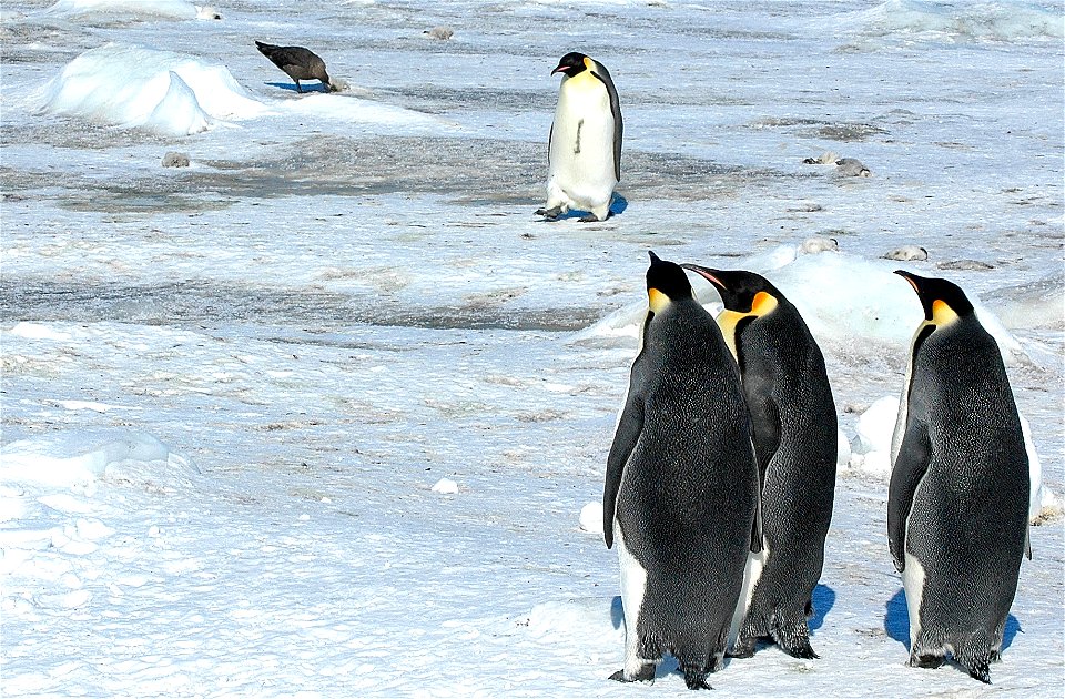 Bird feasting on a penguin carcass