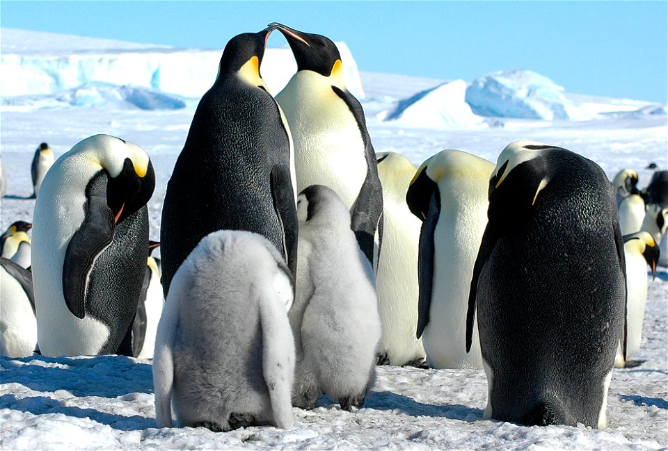 Emperor penguin on Snow Hill