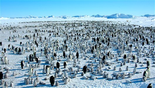 Emperor penguin on Snow Hill