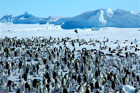Emperor penguin on Snow Hill