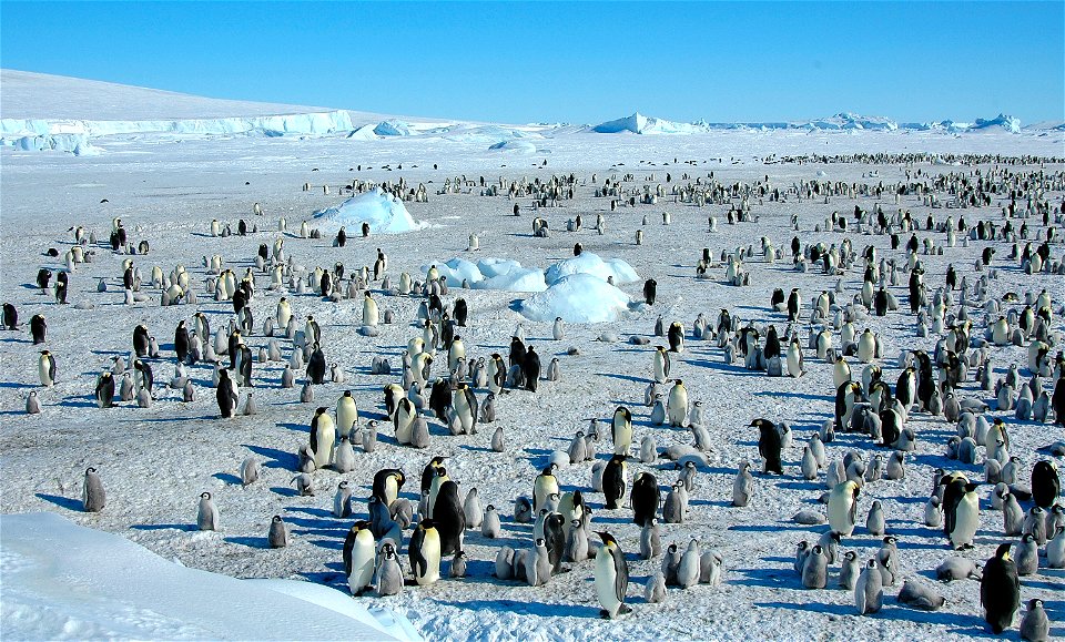 Emperor penguin on Snow Hill