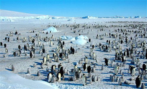 Emperor penguin on Snow Hill