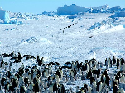 Emperor penguin on Snow Hill