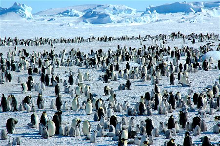Emperor penguin on Snow Hill