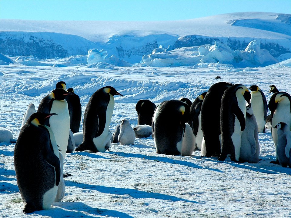 Emperor penguin on Snow Hill