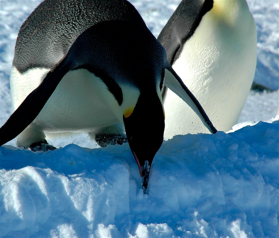 Emperor penguin on Snow Hill