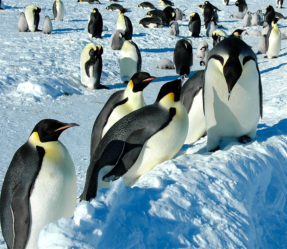 Emperor penguin on Snow Hill