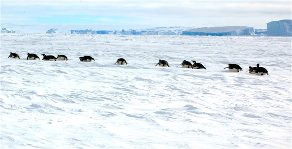 Emperor penguin on Snow Hill