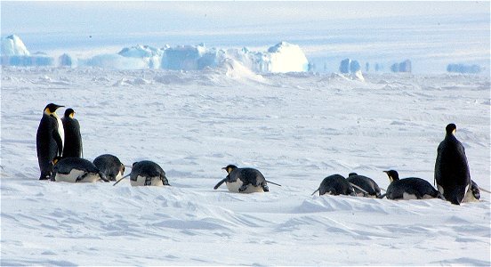 Emperor penguin on Snow Hill
