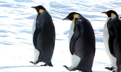 Emperor penguin on Snow Hill