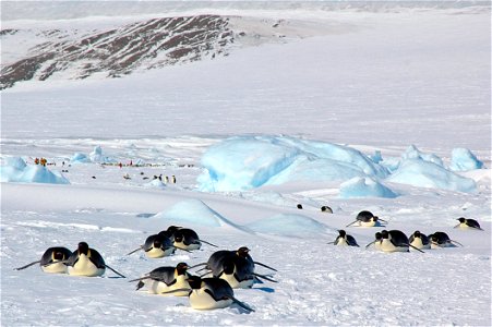 Emperor penguin on Snow Hill