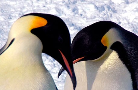 Emperor penguin on Snow Hill